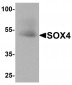 SOX4 Antibody