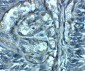 SLC29A2 Antibody