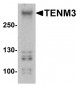 TENM3 Antibody