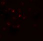 RSPO3 Antibody