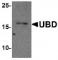 UBD Antibody