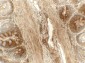 ERp72 Antibody