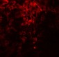 PDIA1 Antibody