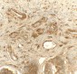 PDIA1 Antibody