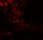GOLGIN97 Antibody