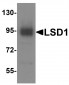 LSD1 Antibody