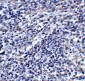 S1PR2 Antibody