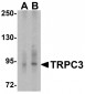 TRPC3 Antibody