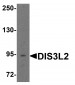 DIS3L2 Antibody