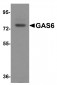 GAS6 Antibody