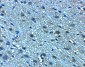 LANCL2 Antibody