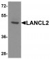 LANCL2 Antibody