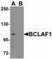 BCLAF1 Antibody