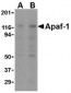 Apaf-1 Antibody [2E10] 