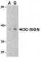 DC-SIGN Antibody [8B6] 