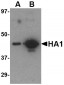 Hemagglutinin Antibody [7B9B2] 