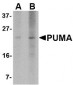 PUMA Antibody [2A8F6] 