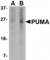PUMA Antibody [2A9G5] 