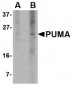 PUMA Antibody [10C5G1] 