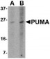 PUMA Antibody [10D4G7] 