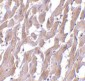 MyD88 Antibody [2E9C2] 