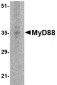 MyD88 Antibody [2E9C2] 
