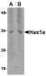 Hax1a Antibody [9F3D11]