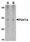 Hax1a Antibody [9G6C6] 