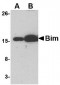 Bim Antibody [1C2C8] 