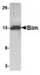 Bim Antibody [1C2H4] 