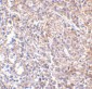 MD-2 Antibody [9F1B1] 