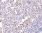 MD-2 Antibody [1A2E3] 