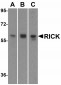 ORAI3 Antibody [2H2G9] 