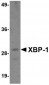 XBP-1 Antibody [3H1G4] 