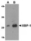 XBP-1 Antibody [9B7E5] 