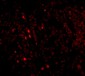 IL-33 Antibody [12B3C4] 