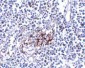 IL-33 Antibody [12B3C4] 