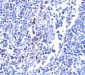 IL-33 Antibody [12H6D12] 