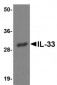 IL-33 Antibody [12H6D12] 