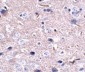 PD-1 Antibody [12A7D7] 