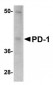 PD-1 Antibody [12A7D7] 