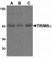 ORAI1 Antibody [3F6H5] 