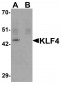 KLF4 Antibody [4G6E11] 