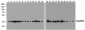 GAPDH [12D3H9] Antibody