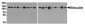 Vinculin Antibody [7E10]