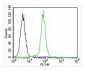 CDK5 Antibody