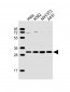 CDK5 Antibody