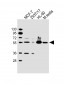 GMCL1 Antibody (Center)