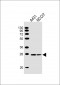 BAP31 Antibody