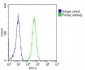 Erk1/2 Antibody